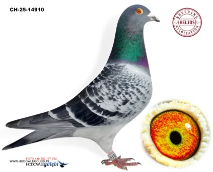 ZG HELIOS CH-25-14910 CH-25-14910