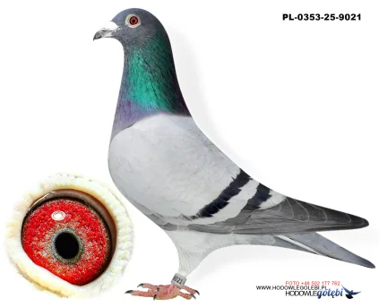 DARIUSZ BIENIEK PL-0353-25-9021