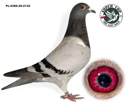 SŁAWOMIR SAWCZUK PL-0385-25-2132