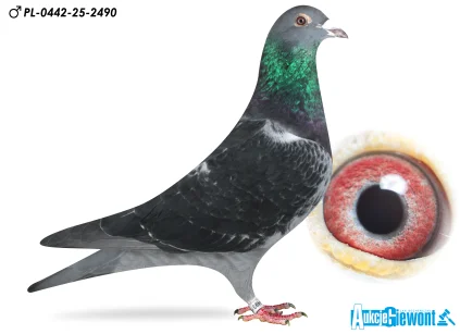 KAPINOS-PRACZ PL-0442-25-2490