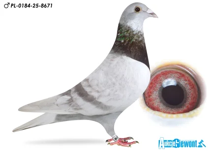 EWA I MARIUSZ PURY PL-0184-25-8671