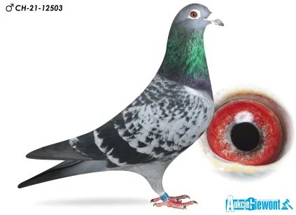 ZG HELIOS CH-21-12503