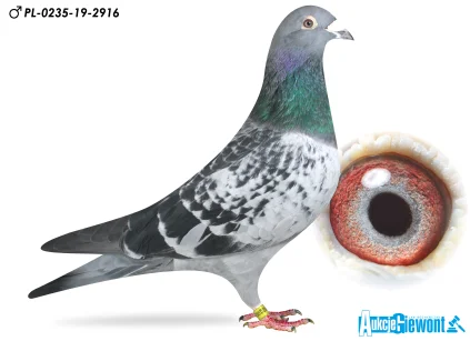 Jan Bocheńczak PL-0235-19-2916